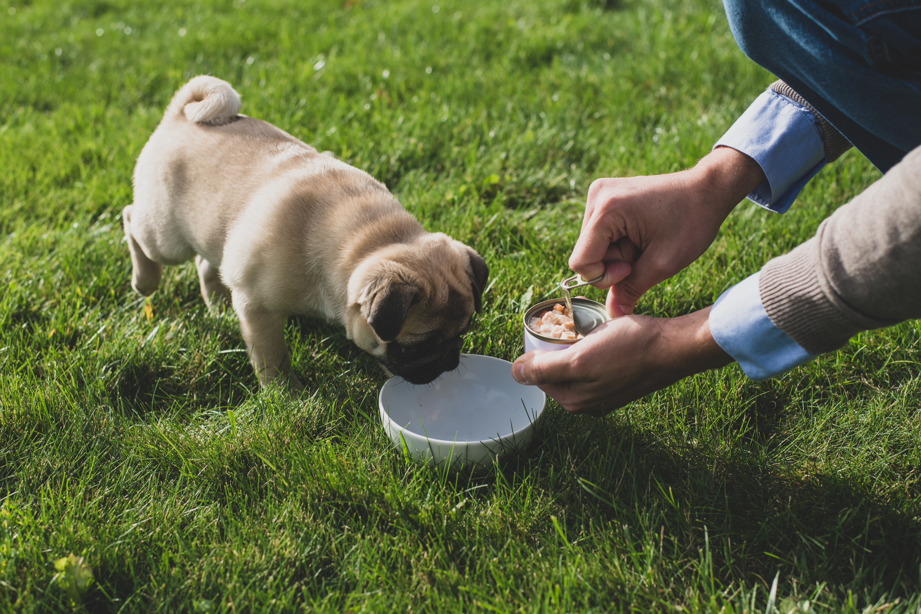 Štěně mopse zkouší kultivované maso