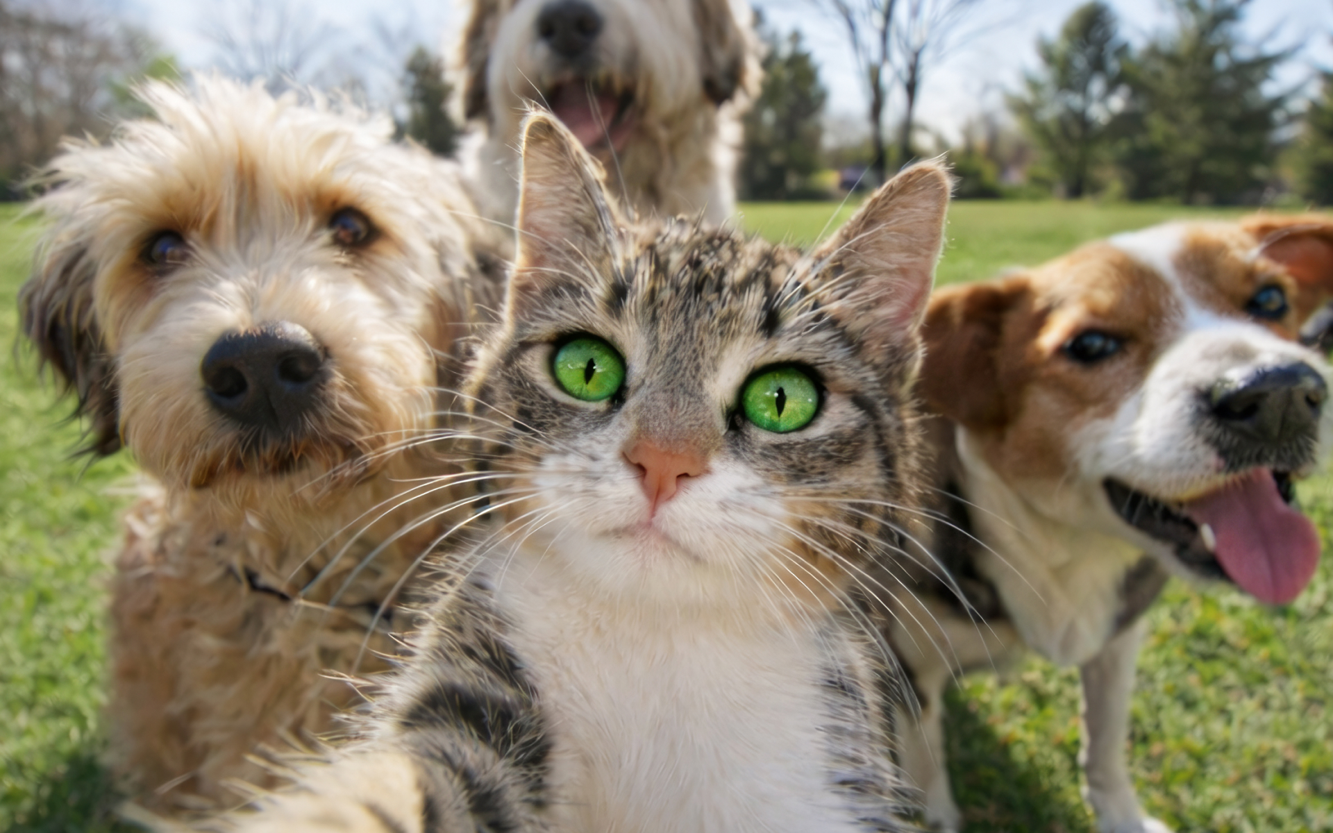 Výsledek „tichého“ Silvestra? O čtvrtinu méně zaběhnutých mazlíčků