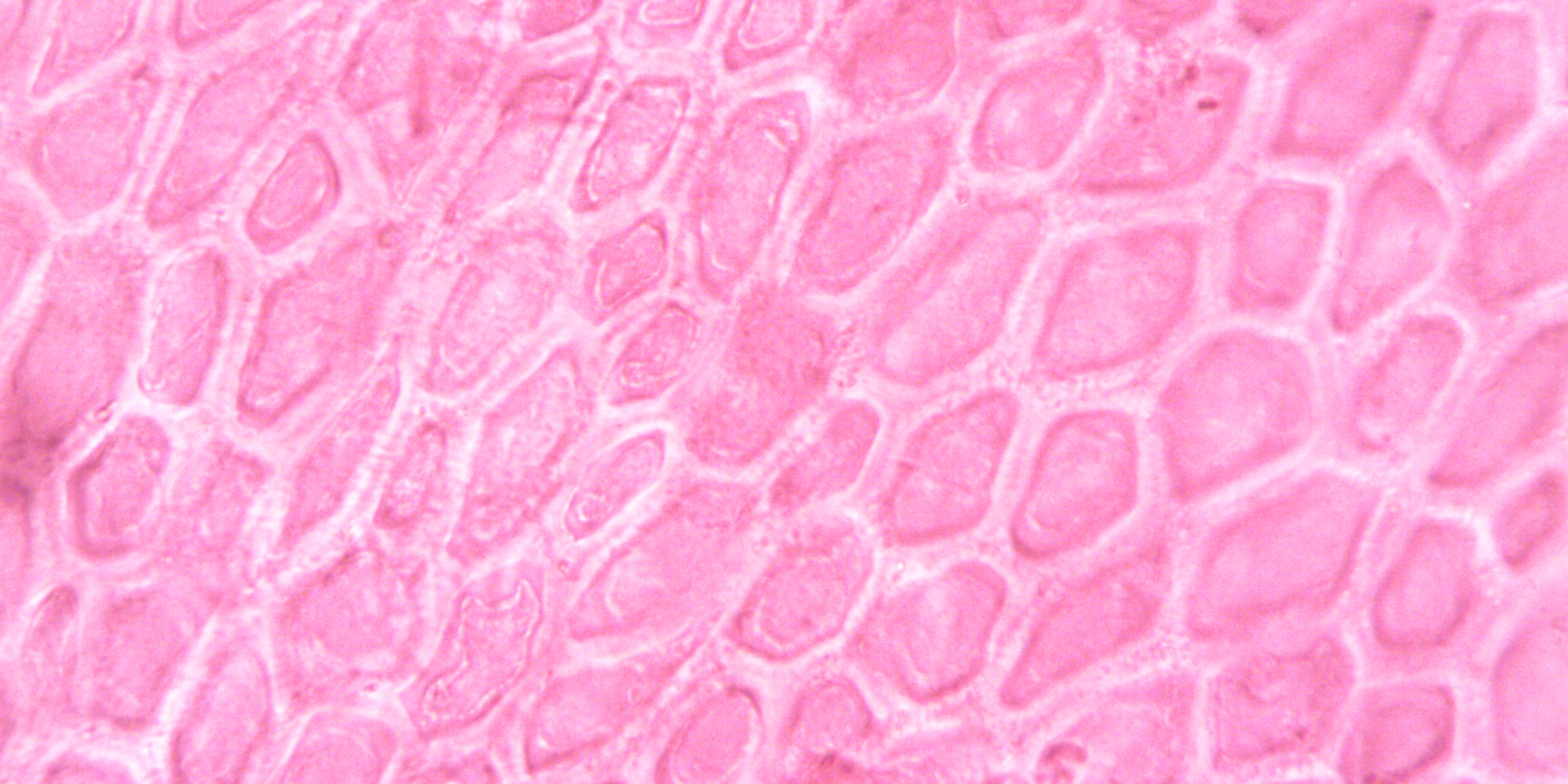 EXOSOMY V ESTETICKÉ MEDICÍNĚ