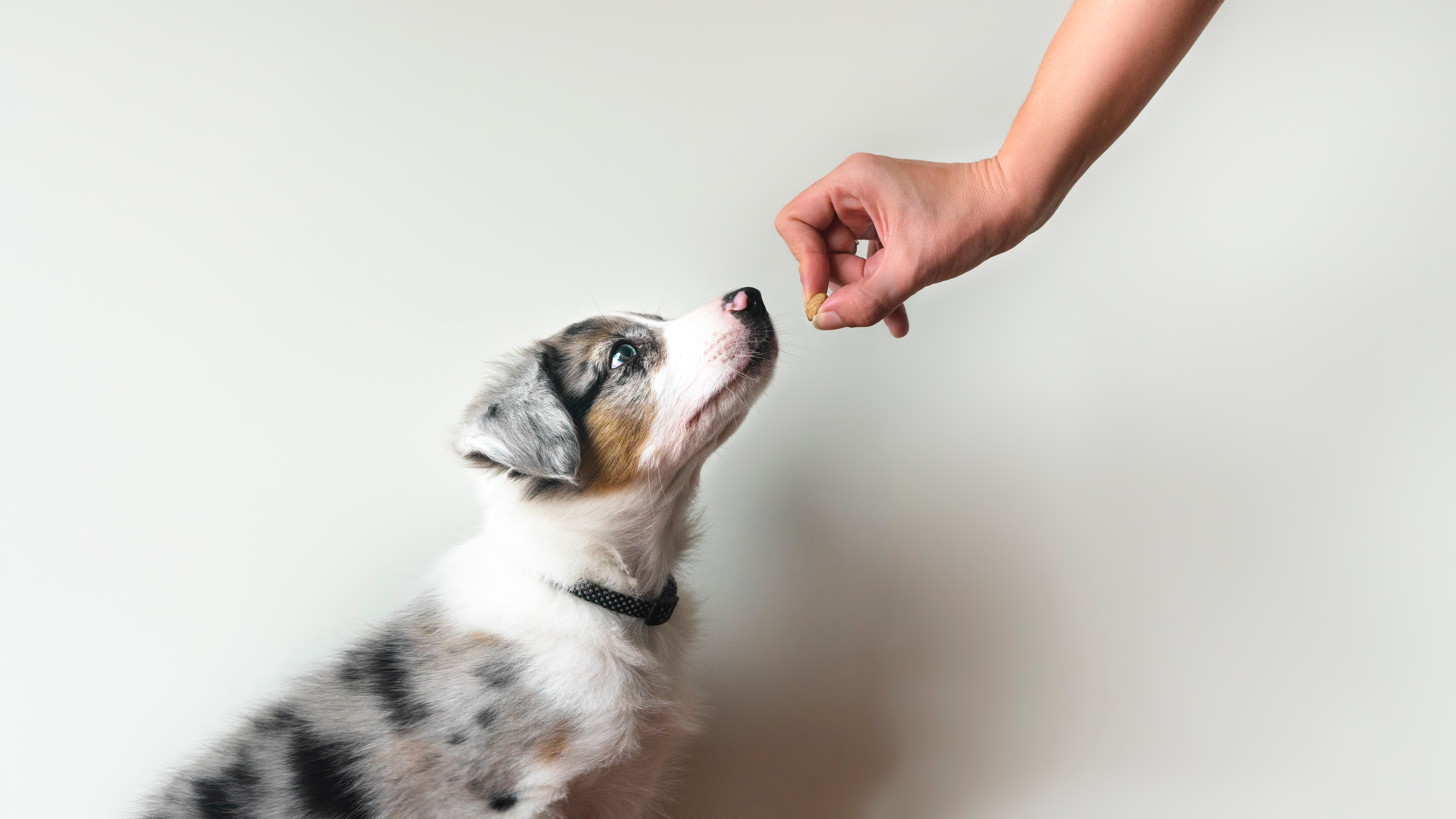 A collie and a treat