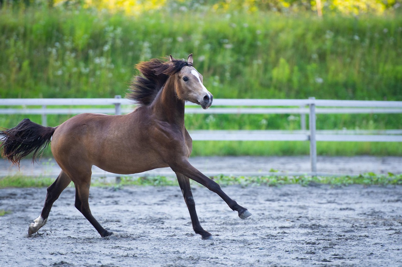 Střípky Městské policie Jablonec nad Nisou