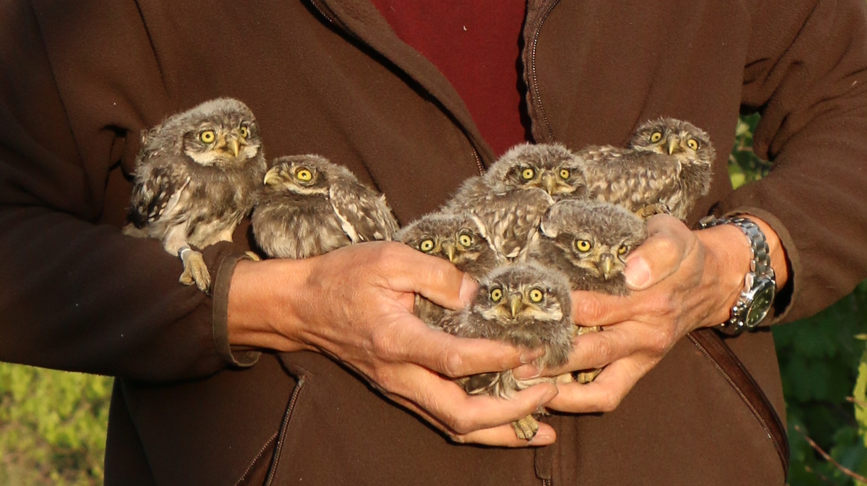 Sýčkům se v budkách na sloupech EG.D daří. Na jižní Moravě vyvedli další mladé