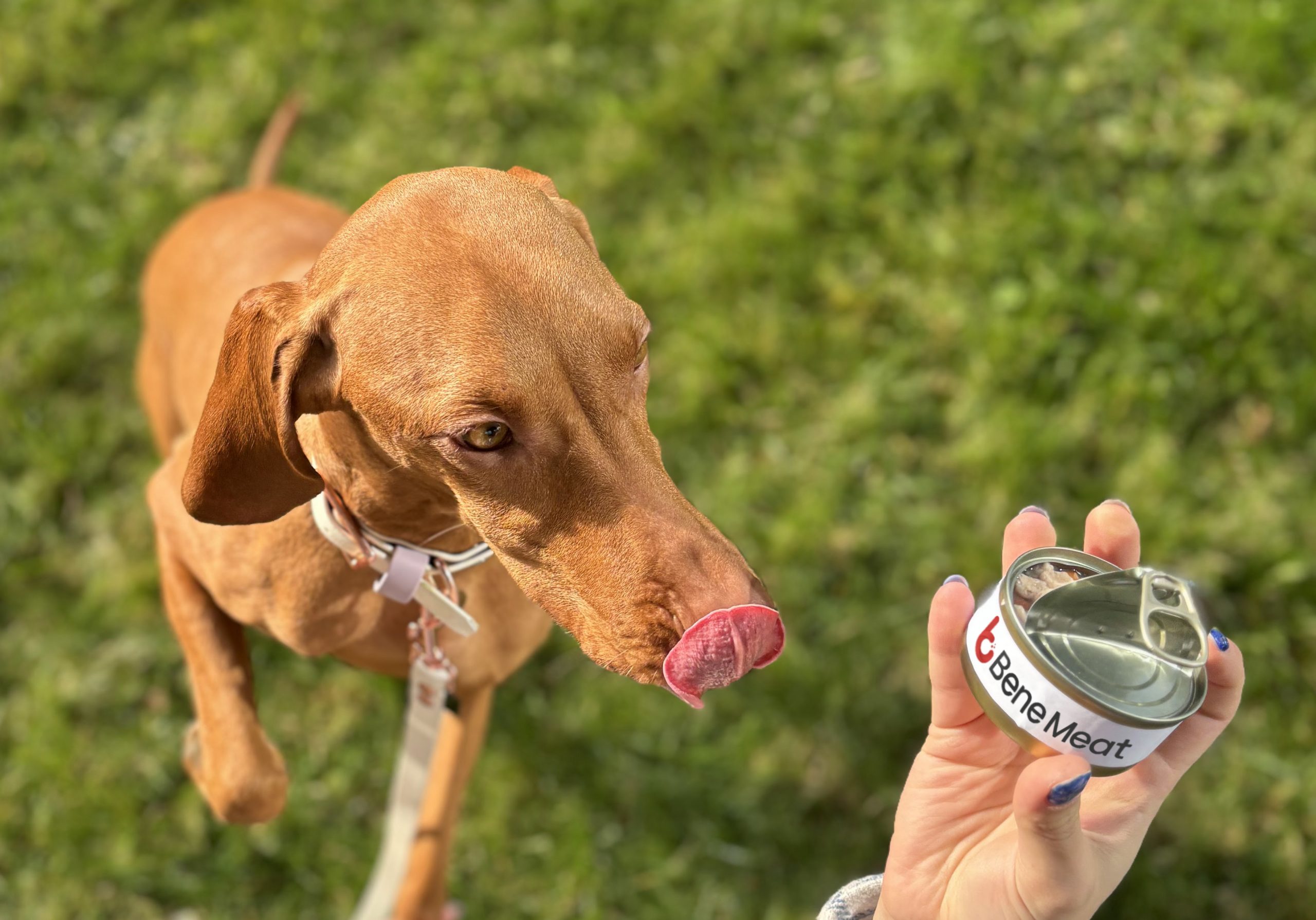 BeneMeat is the world’s first registered producer of cultivated meat for pet food