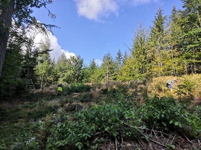 Nový projekt posílí stabilitu městských lesů