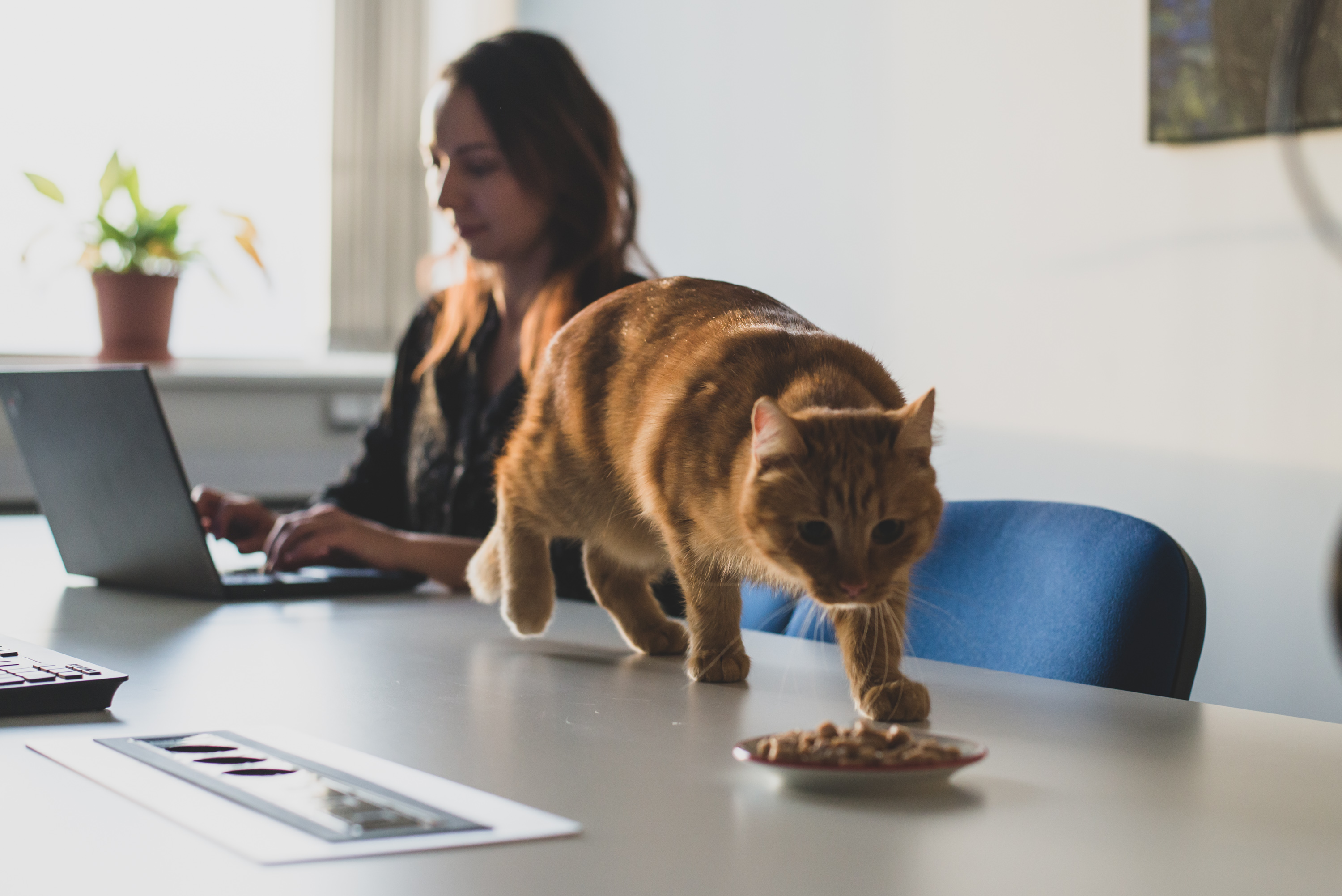 A cat trying cultivated meat for the first time