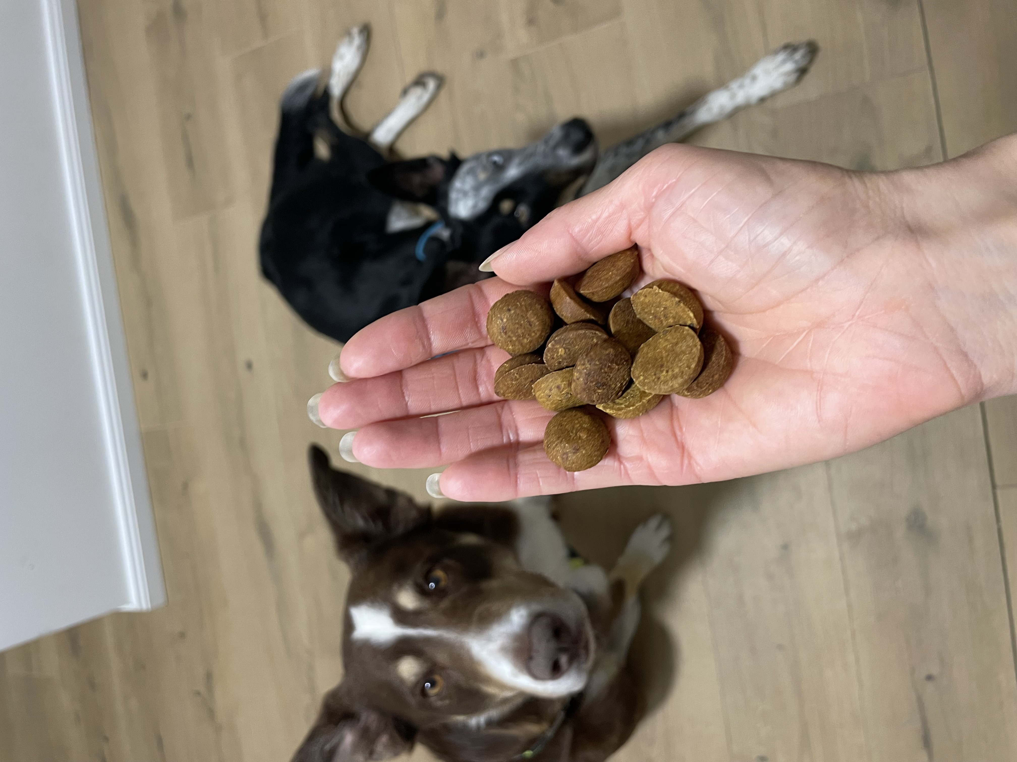 Qwerty a Lychee ze Slovenska