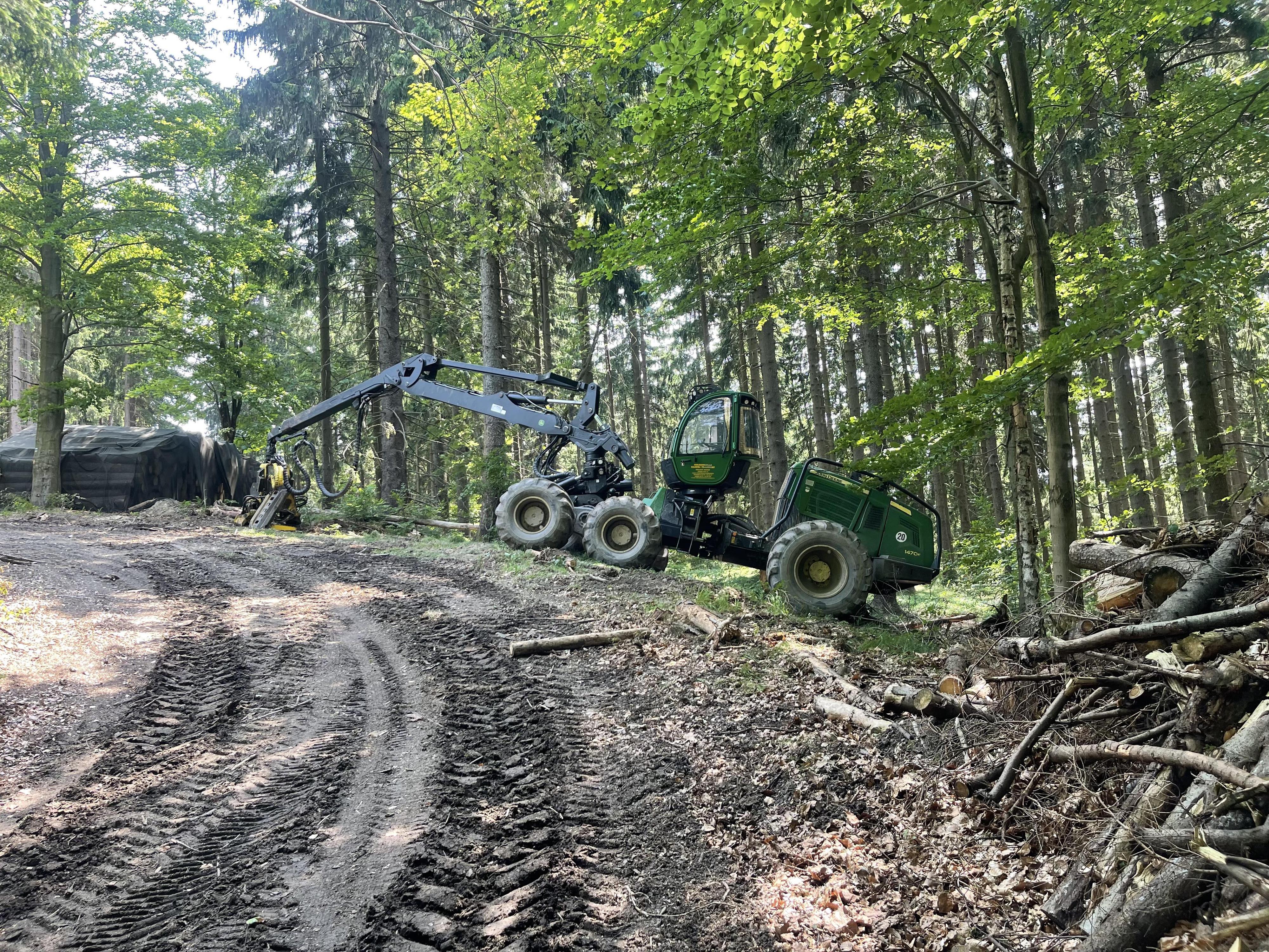 Starý porost musí ustoupit nové generaci