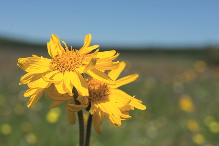 Přichází čas sběru arniky horské. Jak BOIRON zajišťuje kvalitu výchozích
surovin?